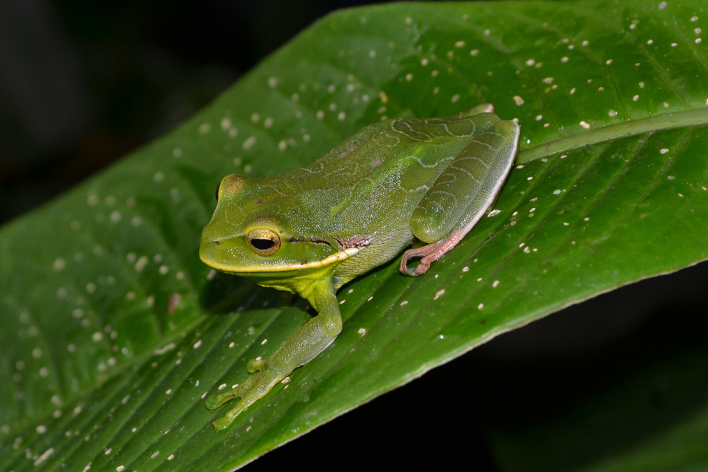 White-Lined Treefrog