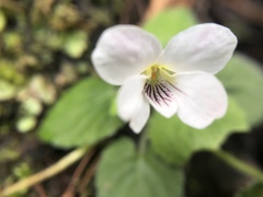 Viola adenothrix