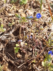 Veronica triphyllos