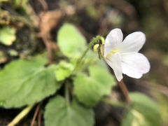 Viola adenothrix