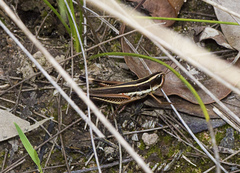 Macrotona mjobergi