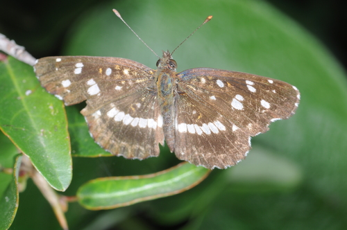 Photo of Ithra Crescent (Ortilia ithra)
