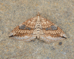Orthonama evansi