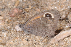 Haywardella edmondsii