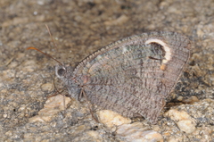 Haywardella edmondsii