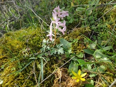 Corydalis tarkiensis
