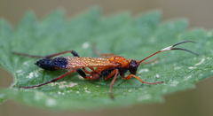Ctenochares bicolorus