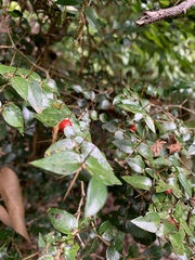 Damnacanthus indicus