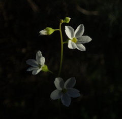 Lithophragma cymbalaria