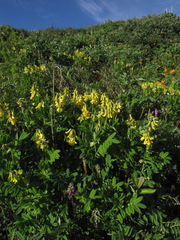 Astragalus saralensis