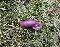 Triodopsis tennesseensis