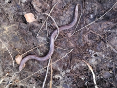 Blanus strauchi bedriagae