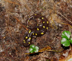Ambystoma maculatum