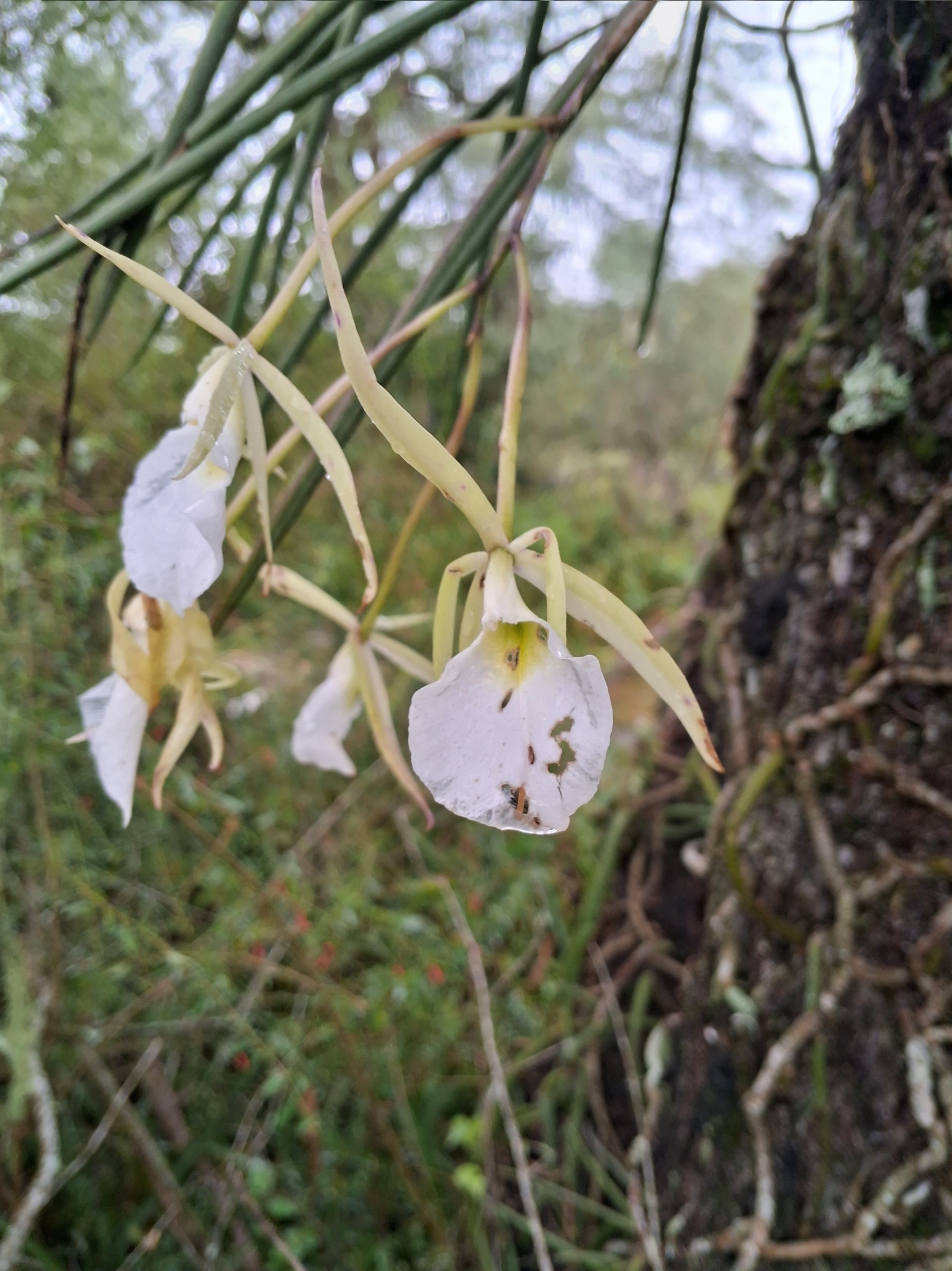 Imagem de Orquídea Cebolinha
