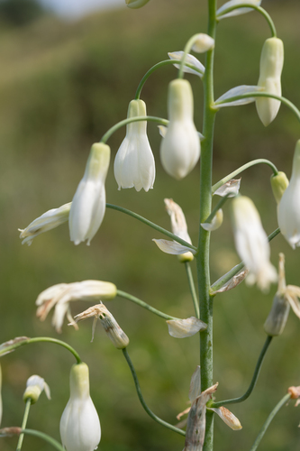 Ornithogalum candicans, photograph 2