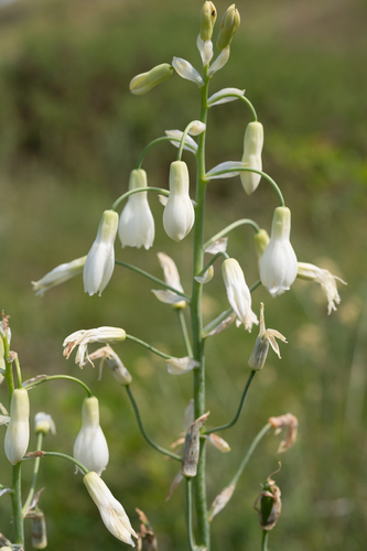 Ornithogalum candicans, photograph 4