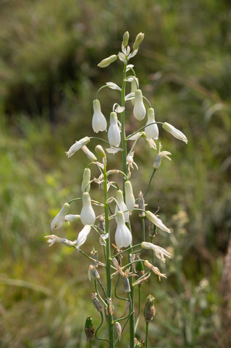 Ornithogalum candicans, photograph 6