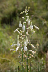 Ornithogalum candicans, photograph (c) Morten Ross, some rights reserved (CC BY)