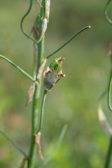 Ornithogalum candicans, photograph (c) Morten Ross, some rights reserved (CC BY)