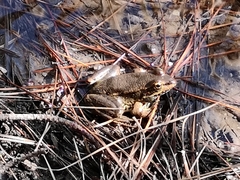 Pelophylax bedriagae