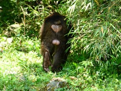 Macaca thibetana