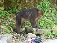 Macaca thibetana