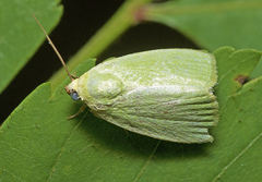 Earias smaragdina