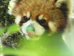 Ailurus fulgens styani