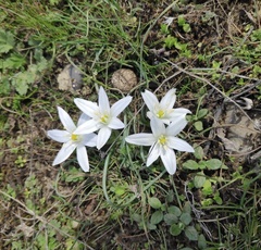 Ornithogalum sintenisii