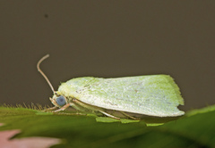 Earias smaragdina