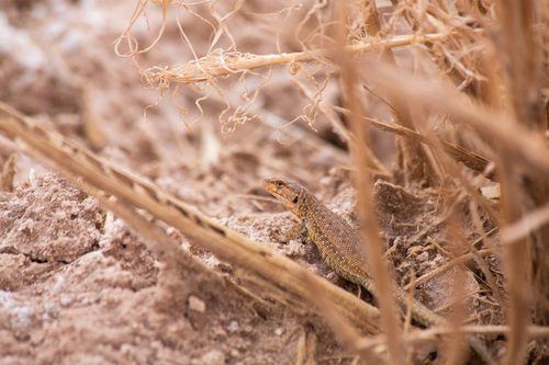 Constanze's Tree Iguana, Liolaemus constanzae