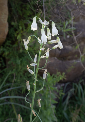 Common Berg Lily (Ornithogalum candicans)