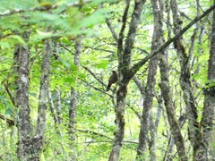 Trochalopteron elliotii