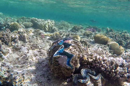 Tridacna squamosina — seen at this dive site