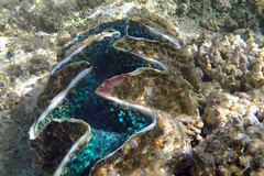 Tridacna squamosina