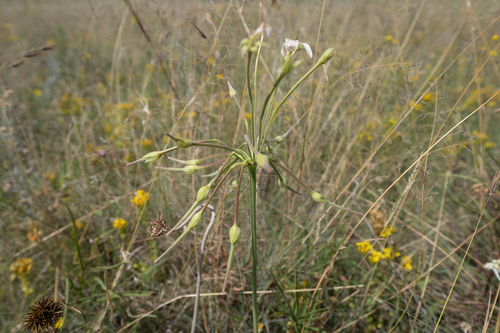 Lurid Storksbill (Pelargonium luridum)
