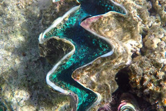 Tridacna squamosina