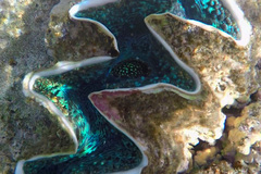 Tridacna squamosina
