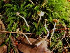 Inocybe albodisca