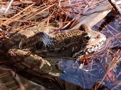 Pelophylax bedriagae