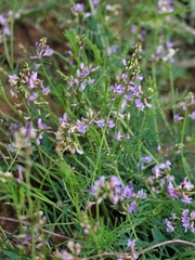 Astragalus austriacus