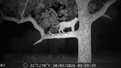 Leopard
