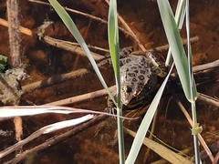Pelophylax bedriagae