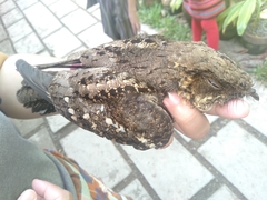 Caprimulgus manillensis