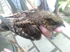 Caprimulgus manillensis