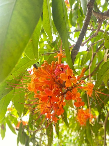 Ashoka