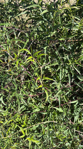 Clematis campestris