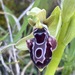 Ophrys kotschyi - Photo (c) desertnaturalist, μερικά δικαιώματα διατηρούνται (CC BY), uploaded by desertnaturalist