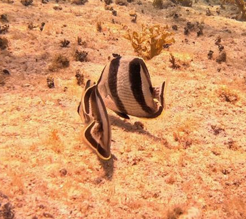 Chaetodon striatus