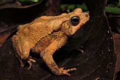 Rhinella scitula